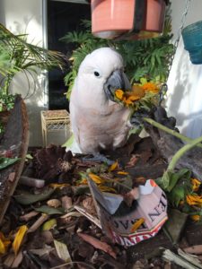 Jer eats Flowers