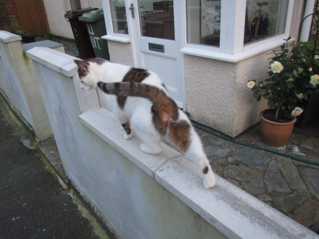 Calico on a whitewashed wall