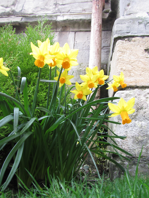 A cluster of daffodils taken someplace in Britain wish you a happy spring.