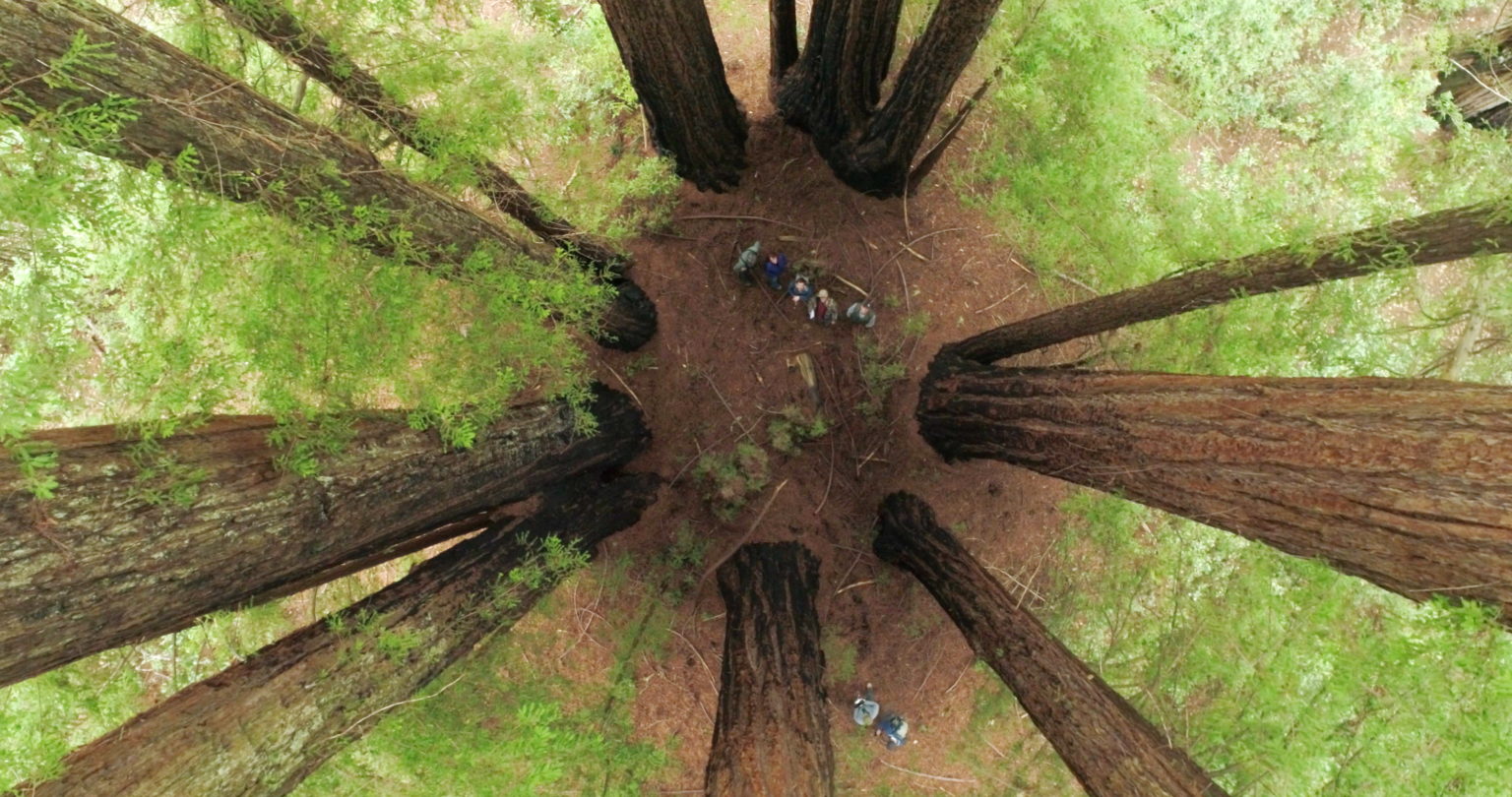 redwood tree circle